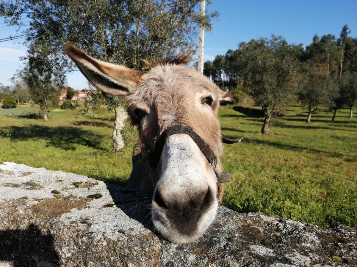 Quinta Do Santinho Βίλα Amarante Εξωτερικό φωτογραφία