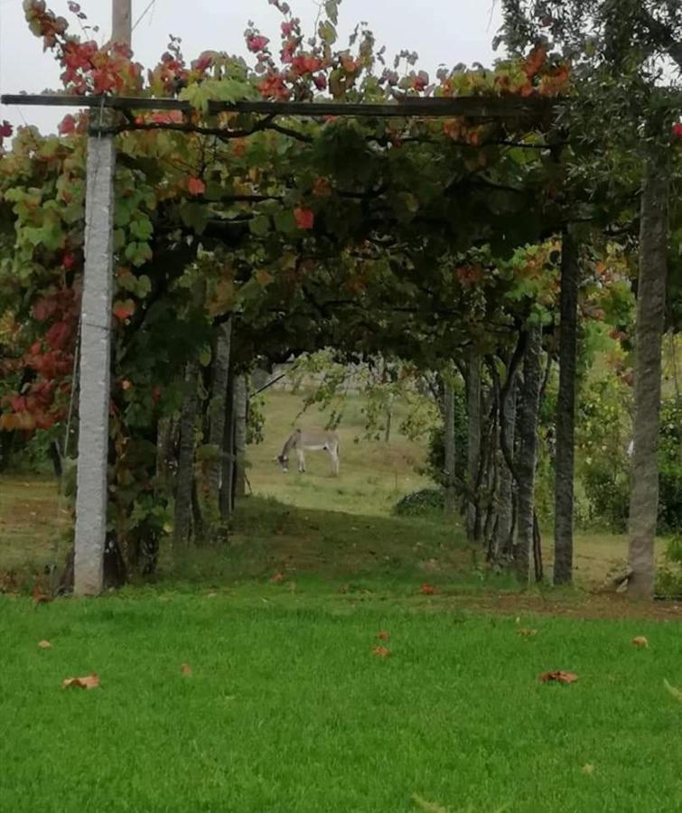 Quinta Do Santinho Βίλα Amarante Εξωτερικό φωτογραφία